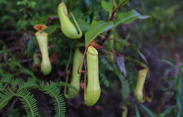 sinharaja rainforest trek